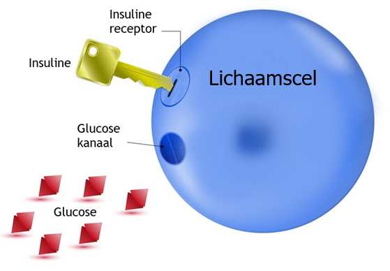 Insuline en insulineresistentie - kPNI Nederland
