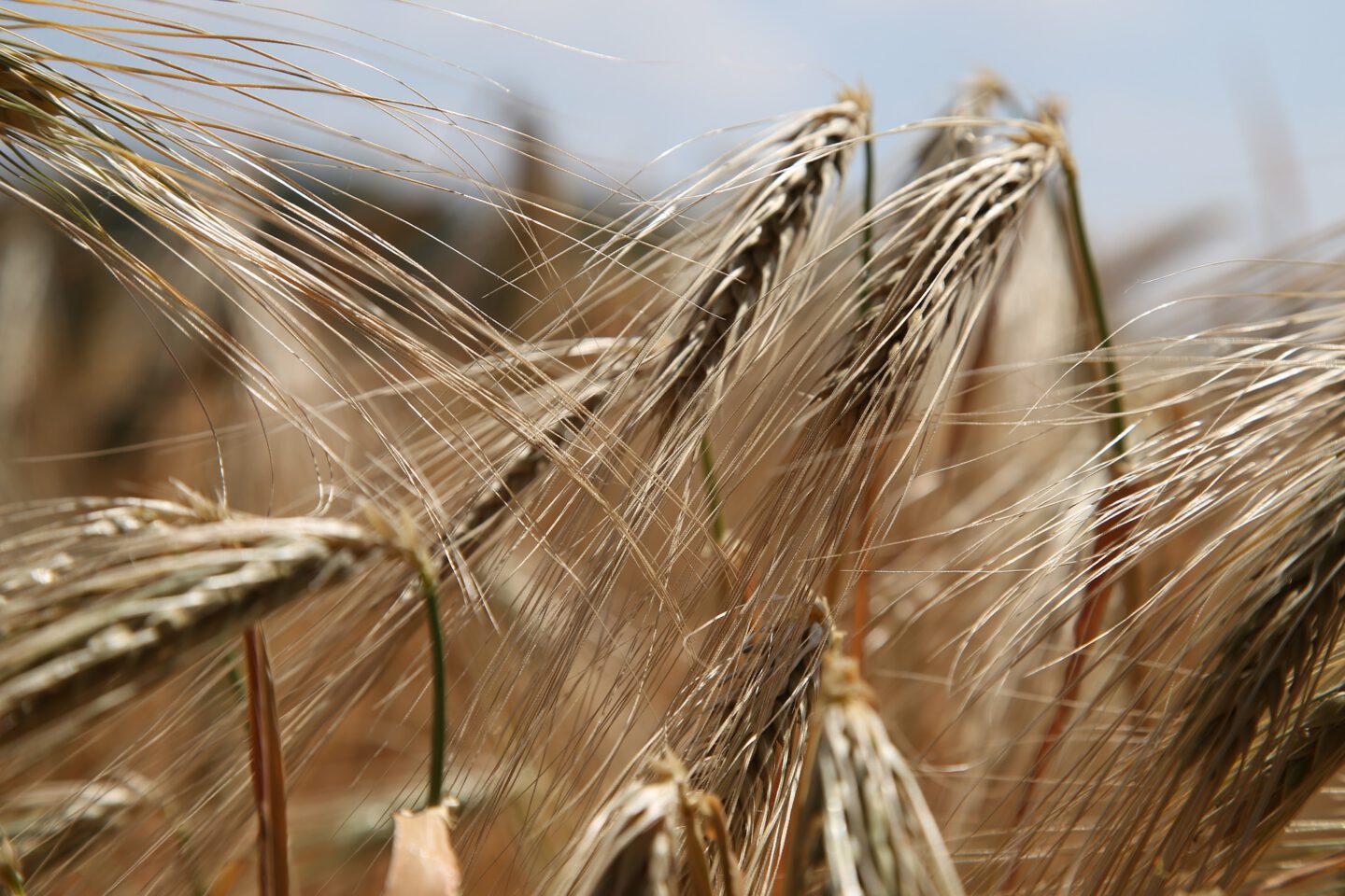 darmziekten en gluten