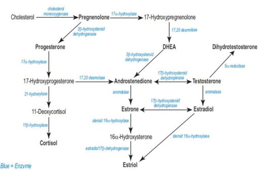 Prostaatvergroting hormonen