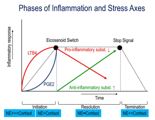 Illustratie uit wetenschappelijke bron: (2012). “Stress-induced redistribution of immune cells–from barracks to boulevards to battlefields: a tale of three hormones” (13).

Ontsteking en wondgenezing is een gecontroleerd proces met een initiatie-, oplossings- en beëindigingsfase. De balansen tussen verschillende hormonen en moleculen bepalen hoe (immuun)cellen zich gedragen en daarmee of succesvol herstel en wondgenezing zal plaatsvinden.