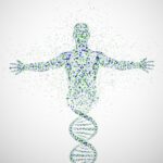 DNA bouwstenen tot een mens